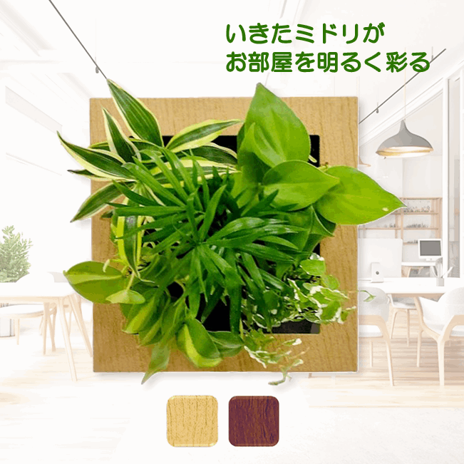 テーブルヤシ モデル FRAME（19㎝正方形）-土に代わるパフカルで育てる
