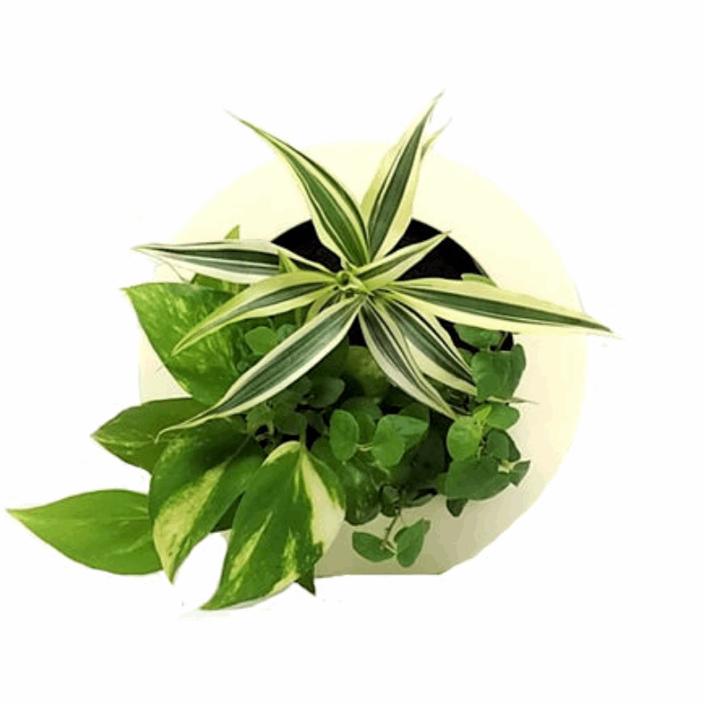 ドラセナ モデル GREEN FRAME17C4