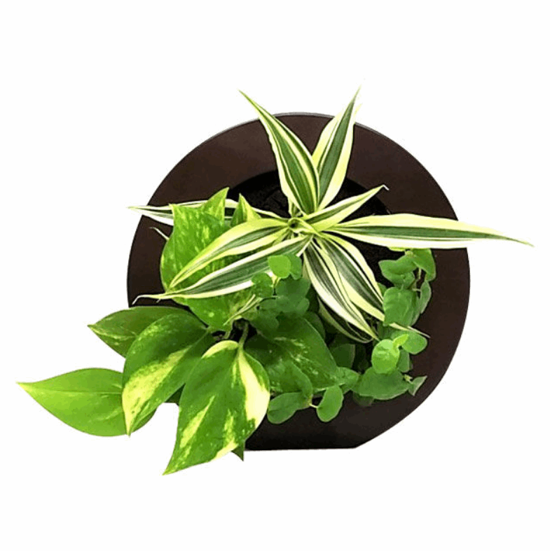 ドラセナ モデル GREEN FRAME17C4