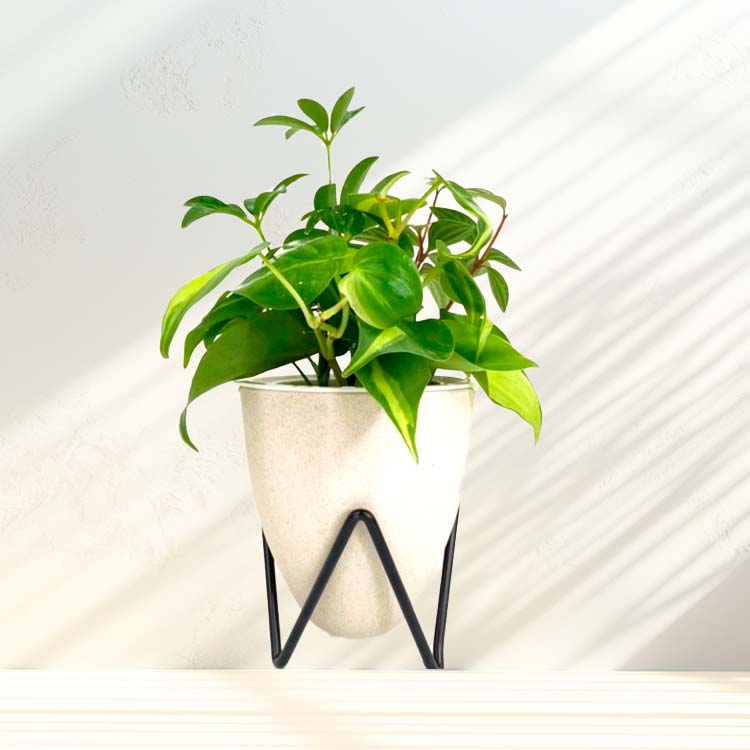 背面給水でお手入れ簡単 POT-B 寄せ植えセット (選べるPOTカラー・植物お任せ)