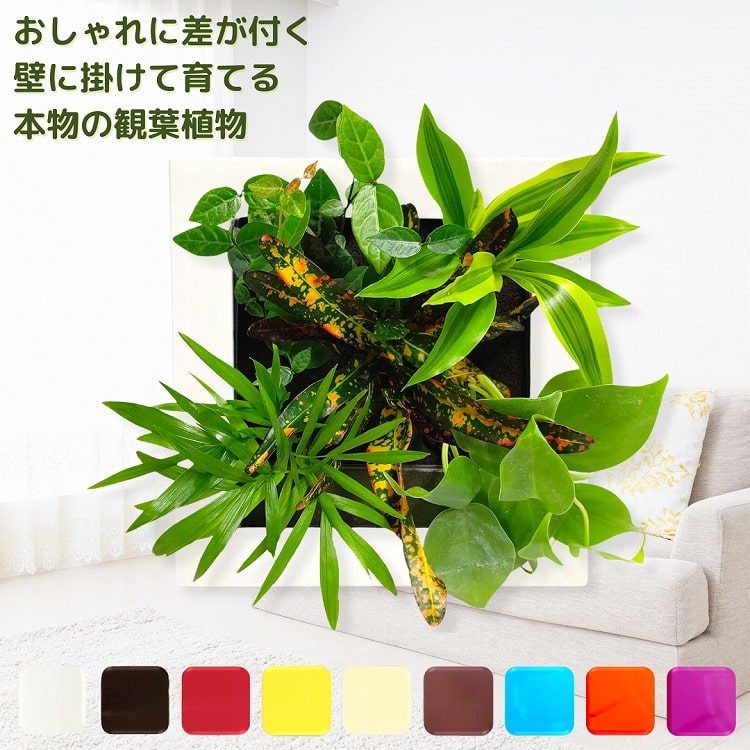 観葉植物 おしゃれ