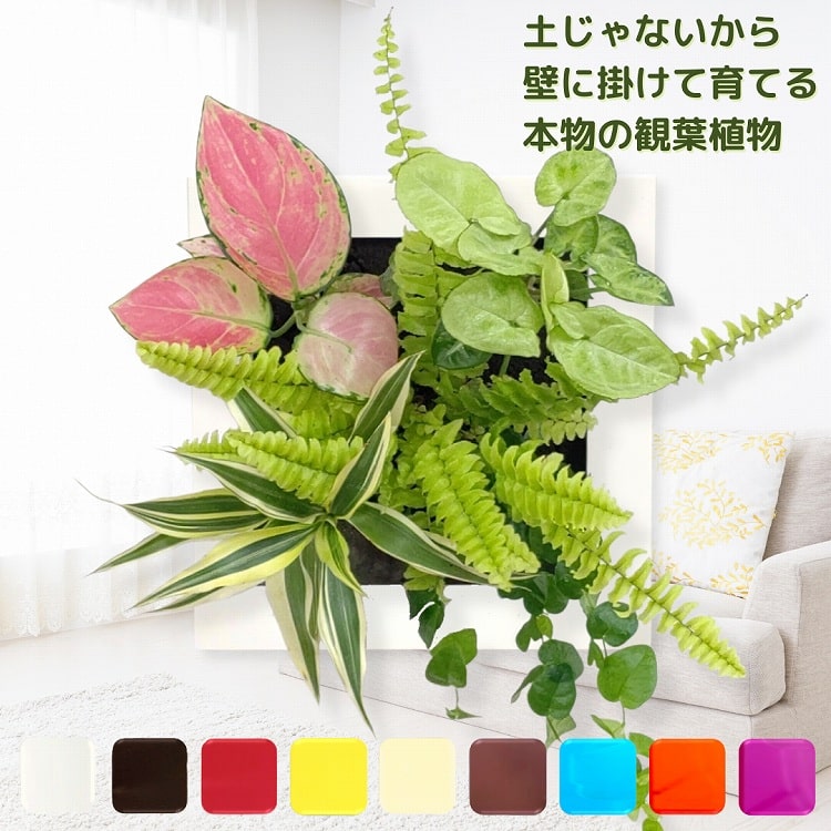 観葉植物 おしゃれ