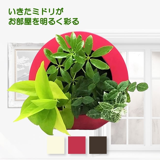 観葉植物 壁掛け