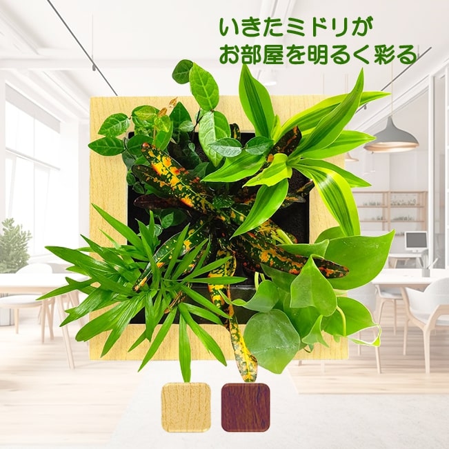 観葉植物 おしゃれ