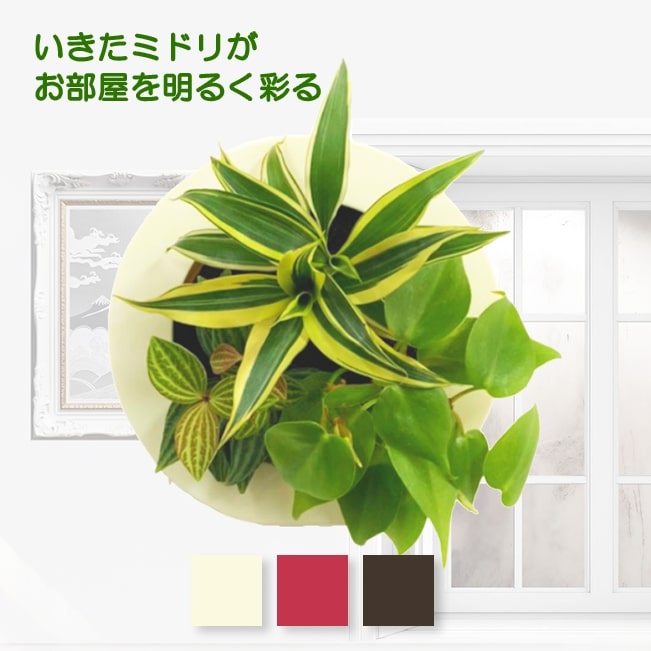 観葉植物 おしゃれ