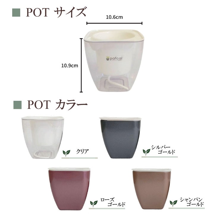 観葉植物 サイズ