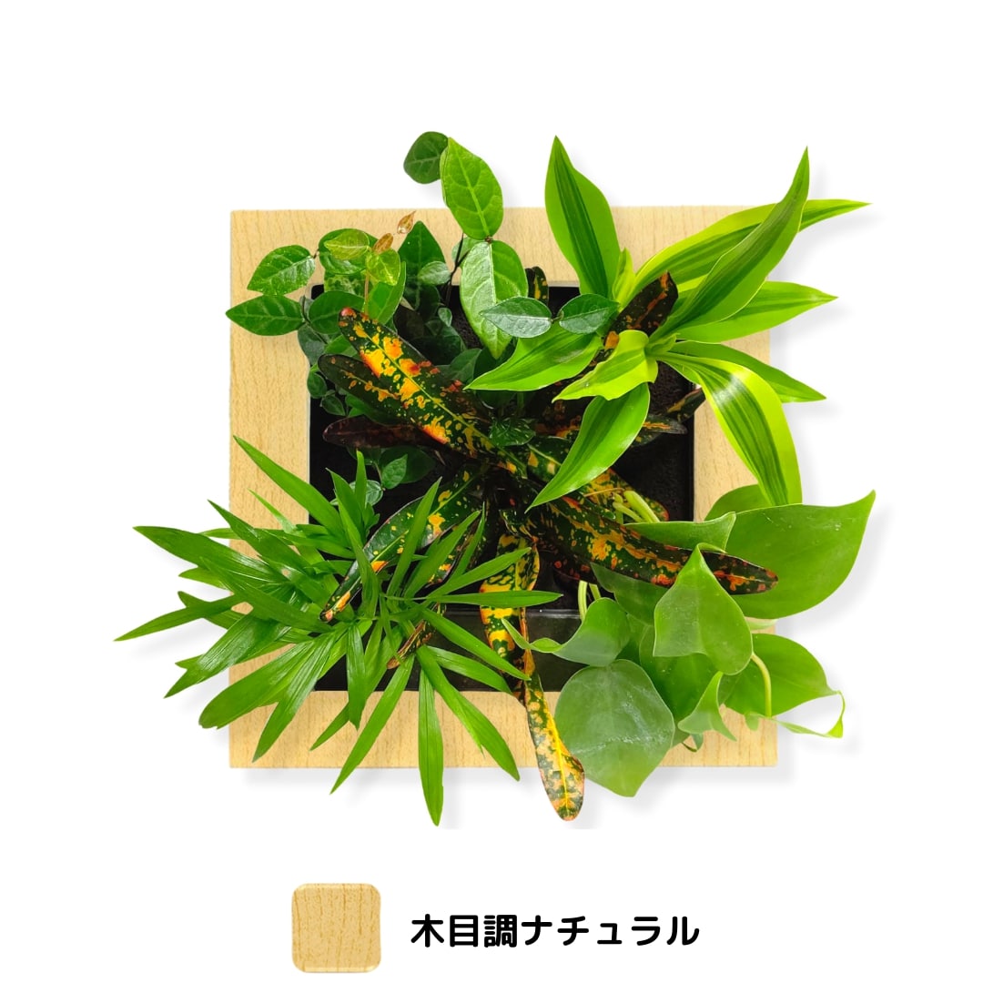 観葉植物 色