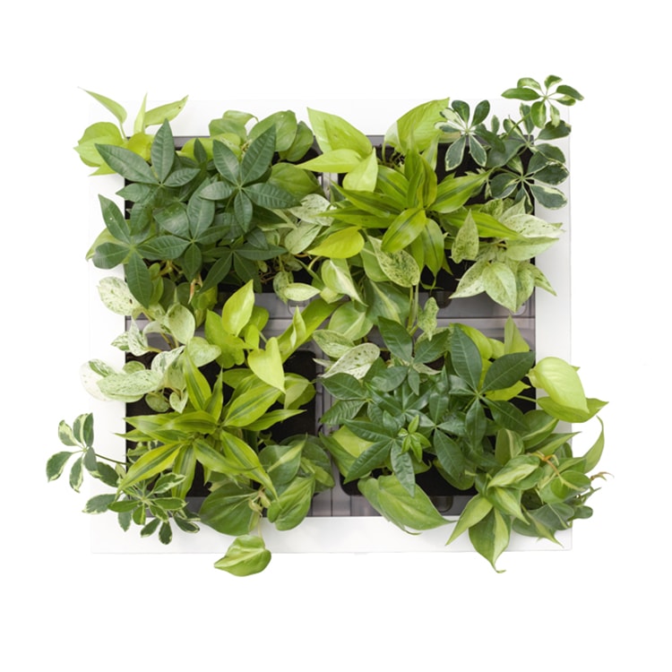 本物の観葉植物 特大サイズ グリート GREET21W1 ※植物の生育状況により一部植物の変更をお願いする場合がございます。予めご了承願います。