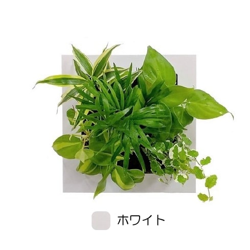 観葉植物 ホワイト