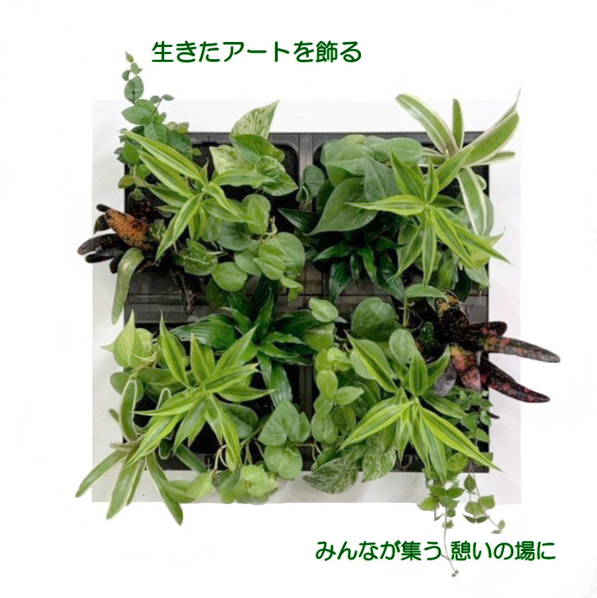 憩いの場に 特大サイズ グリート GREET20B1 ※植物の生育状況により一部植物の変更をお願いする場合がございます。予めご了承願います。