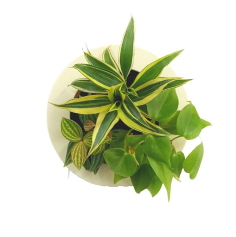 観葉植物 ミルク