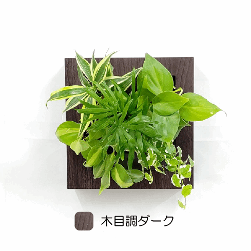 テーブルヤシ モデル FRAME 21Y1(木目調フレーム)