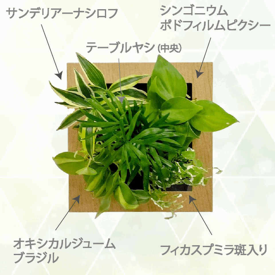 観葉植物 インテリア
