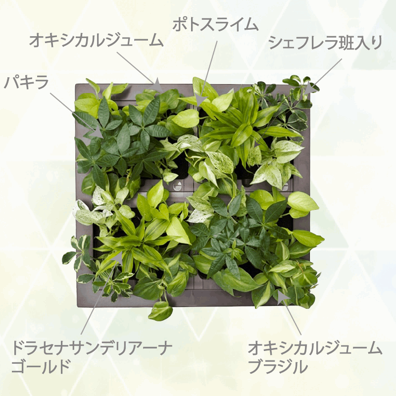 本物の観葉植物 特大サイズ グリート GREET21W1 (ブラウン)
