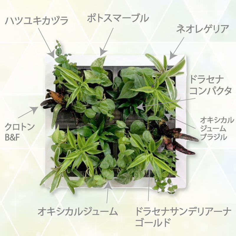 憩いの場に 特大サイズ グリート GREET20B1 ※植物の生育状況により一部植物の変更をお願いする場合がございます。予めご了承願います。