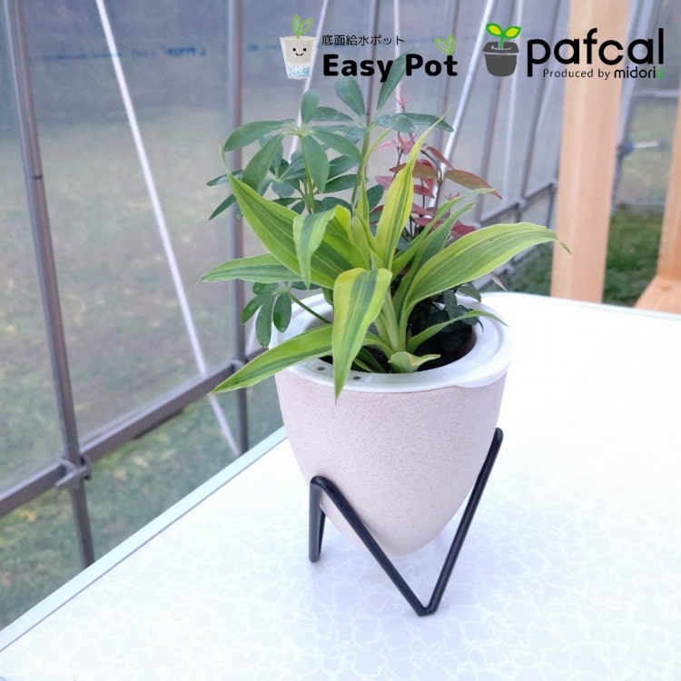 背面給水でお手入れ簡単 POT-B 寄せ植えセット (選べるPOTカラー・植物お任せ)