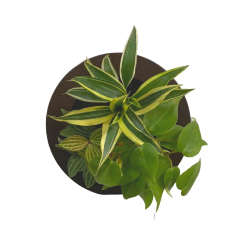 観葉植物 ブラウン