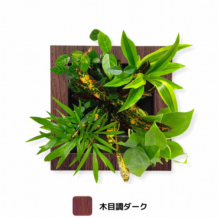 クロトン ブッシュアンドファイヤー モデル FRAME 20M1 (木目調フレーム) ※植物の生育状況により一部植物の変更をお願いする場合がございます。予めご了承願います。