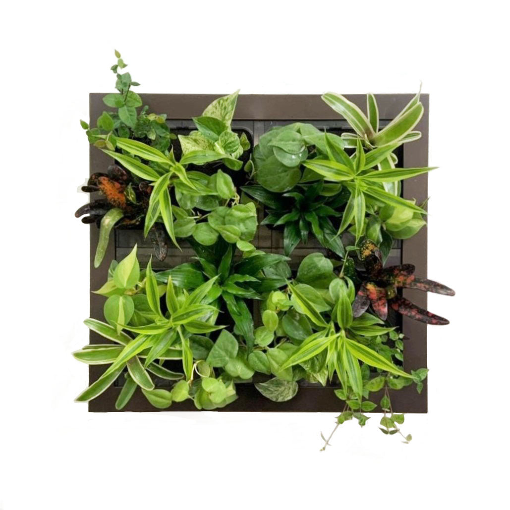 憩いの場に 特大サイズ グリート GREET20B1 ※植物の生育状況により一部植物の変更をお願いする場合がございます。予めご了承願います。