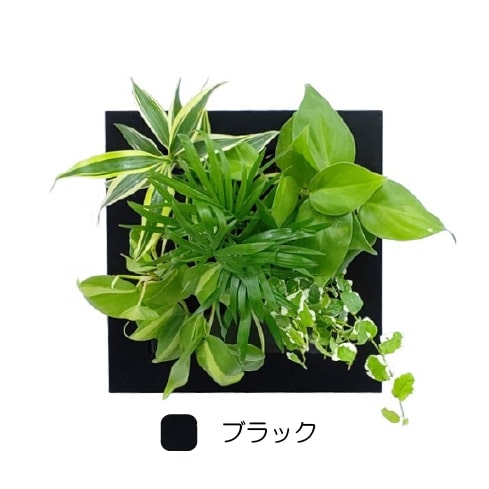 観葉植物 ブラック