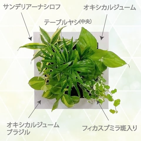 観葉植物 インテリア