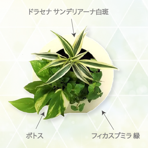 ドラセナサンデリアーナ白斑モデル GREEN FRAME17C4 ※植物の生育状況により一部植物の変更をお願いする場合がございます。予めご了承願います。