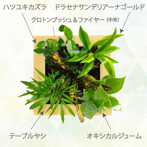 観葉植物 おしゃれ