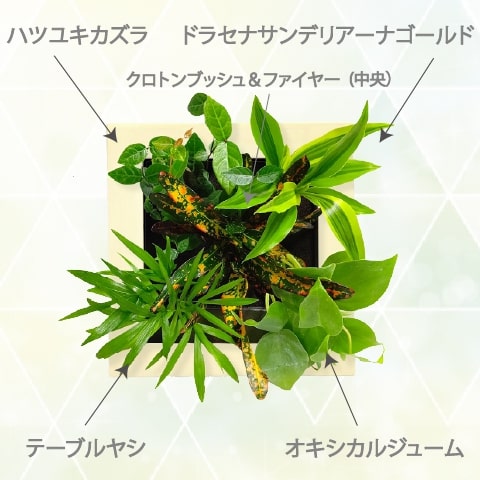 観葉植物 おしゃれ