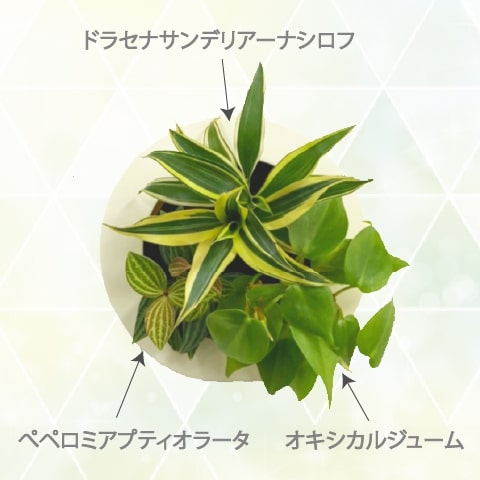 観葉植物 おしゃれ