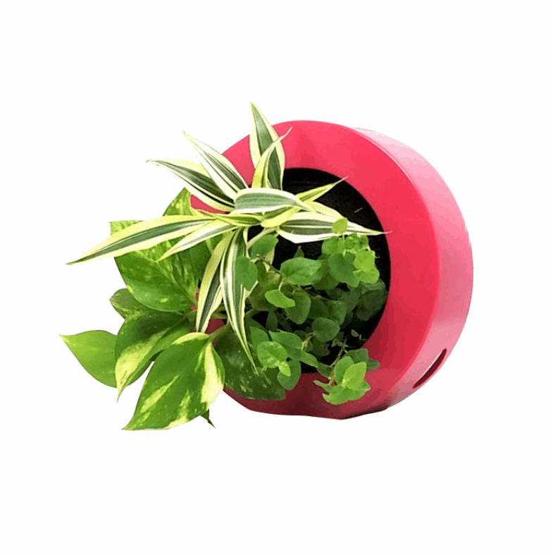 ドラセナ モデル GREEN FRAME17C4