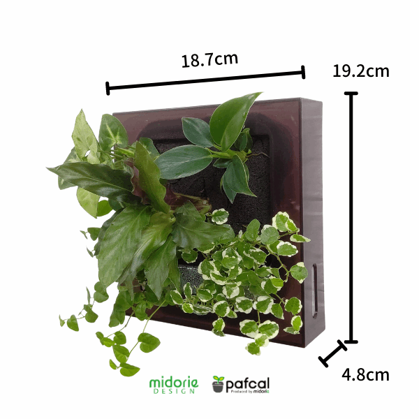 観葉植物 サイズ