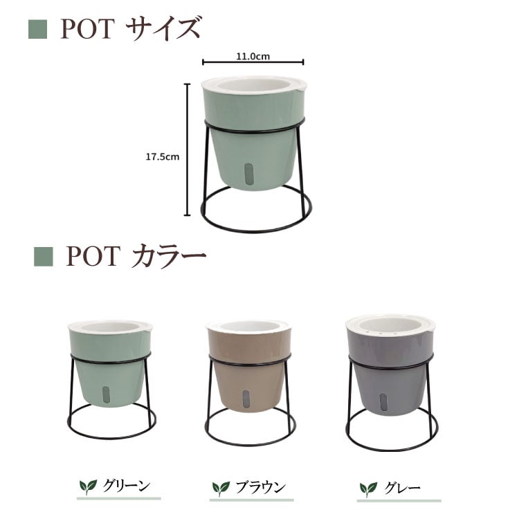 観葉植物 サイズ