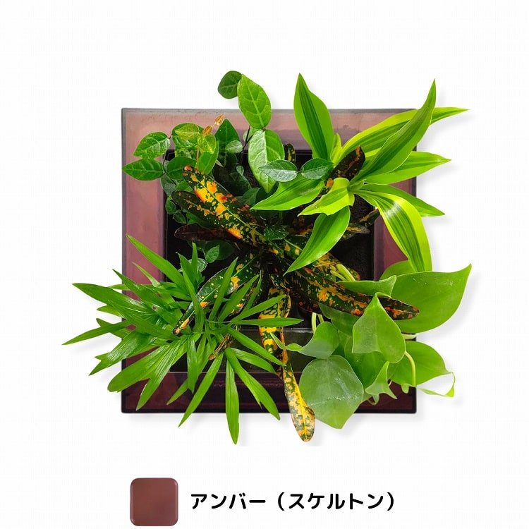 観葉植物 アンバー