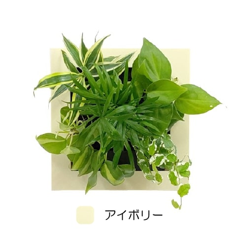 観葉植物 アイボリー
