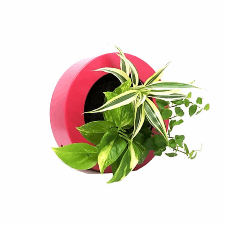 ドラセナ モデル GREEN FRAME17C4