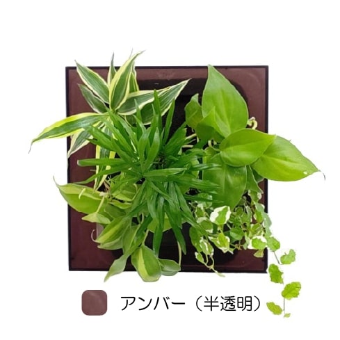 観葉植物 アンバー