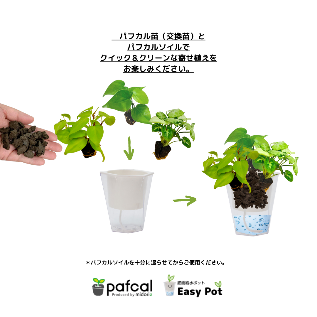 背面給水でお手入れ簡単 POT-V 寄せ植えセット(植物お任せ)