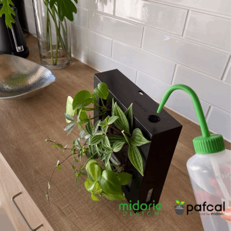 観葉植物 お手入れ