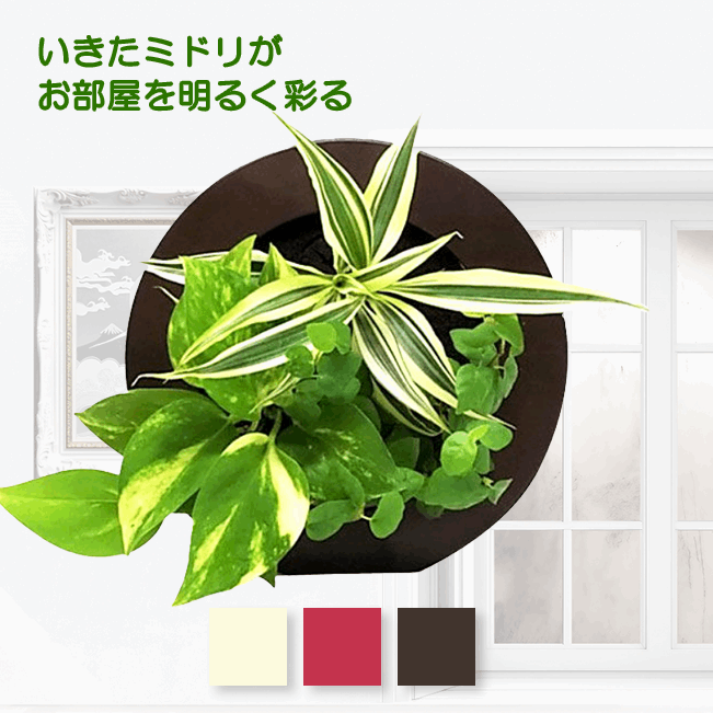 ドラセナ モデル GREEN FRAME17C4