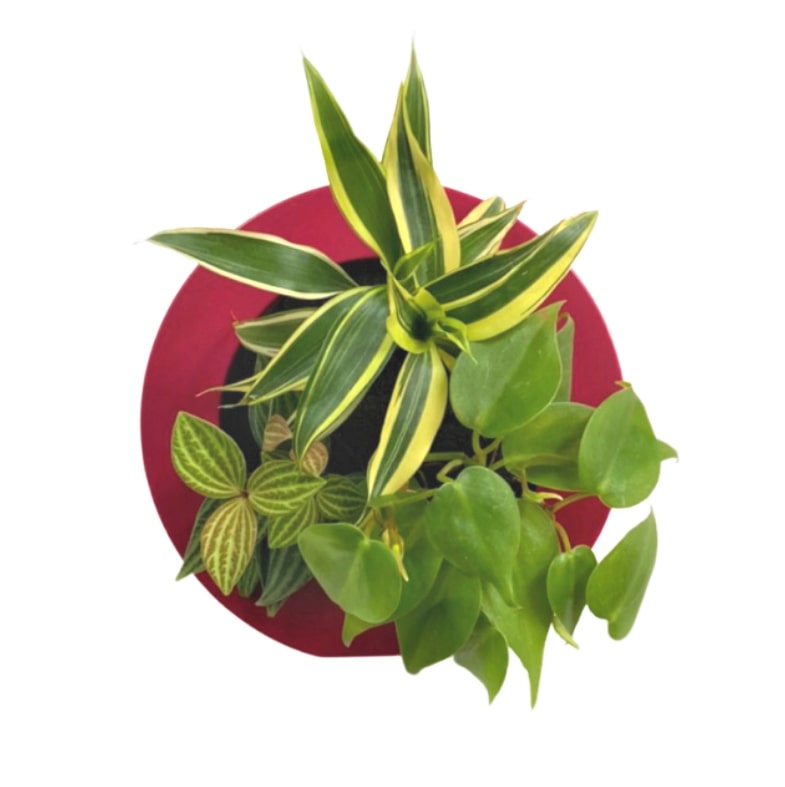 観葉植物 ローズ