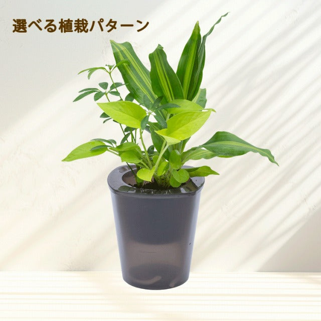 背面給水でお手入れ簡単 POT-S 寄せ植えセット(植物お任せ)