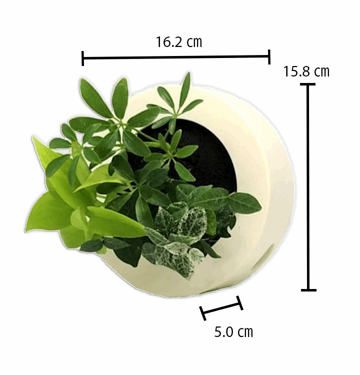 ドラセナ モデル GREEN FRAME17C4