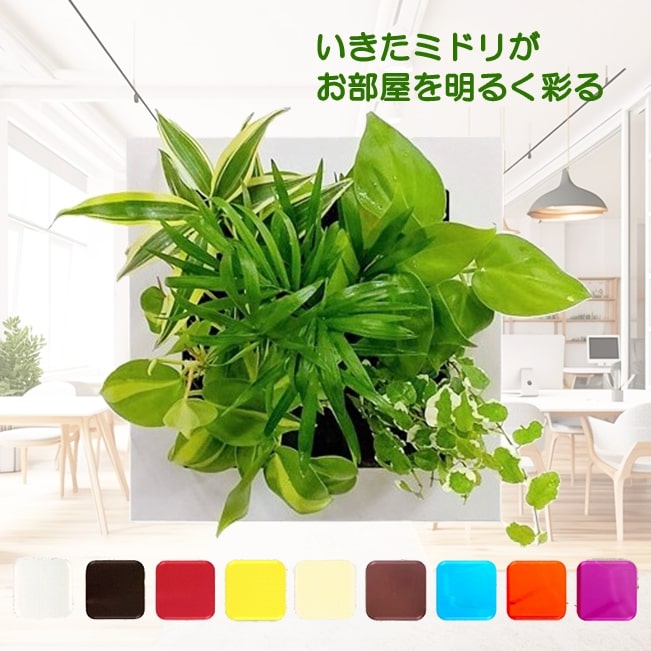 観葉植物 インテリア