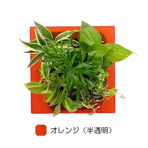 観葉植物 オレンジ