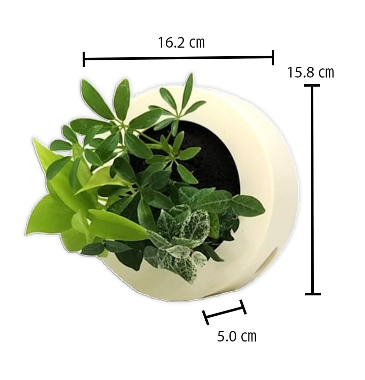 観葉植物 サイズ