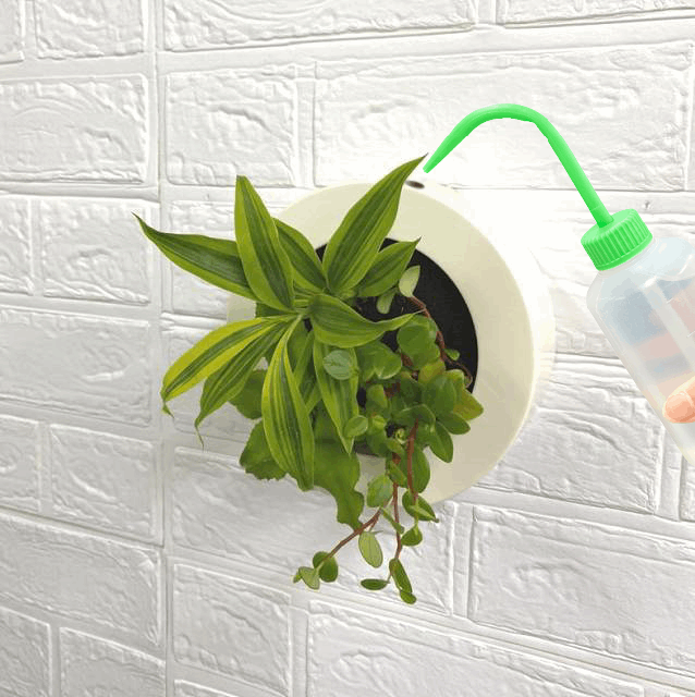 ドラセナ モデル GREEN FRAME17C4