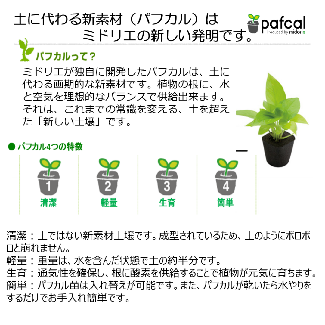 背面給水でお手入れ簡単 POT-S 寄せ植えセット(植物お任せ)