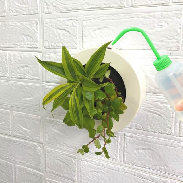 観葉植物 お手入れ