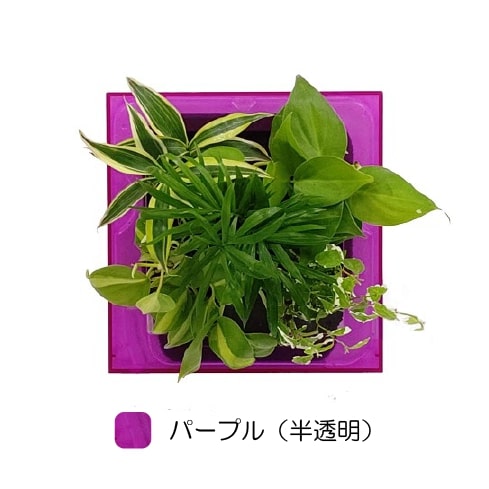 観葉植物 パープル