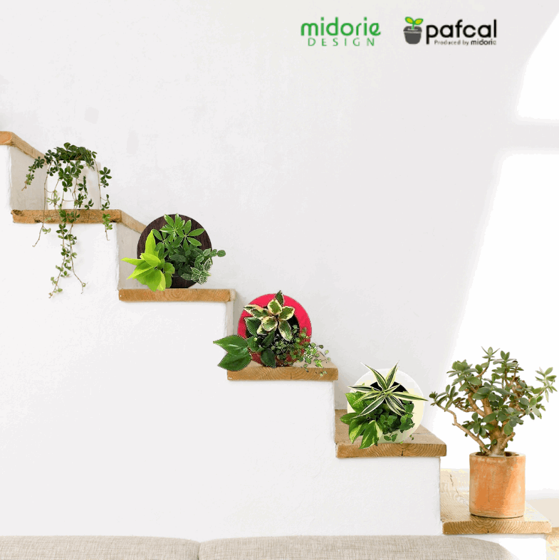 ドラセナ モデル GREEN FRAME17C4